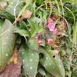 Pulmonaria officinalisFlor