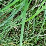 Iris unguicularis 葉