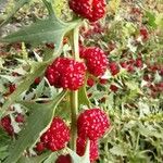 Chenopodium rubrum Цветок