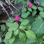 Impatiens flaccida Leaf