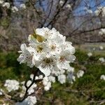 Pyrus calleryanaKukka