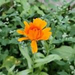 Calendula officinalis Flower