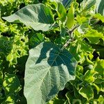 Datura inoxia Leaf
