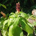 Phytolacca acinosa Habit