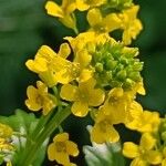 Barbarea vulgaris फूल