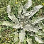 Verbascum pulverulentumبرگ