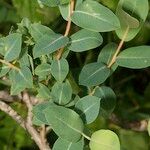 Salix caesia Leaf