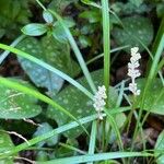 Liriope graminifolia Flower