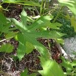 Hibiscus cannabinus Leaf