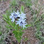 Amsonia ciliata Buveinė