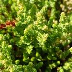 Sedum moranense Leaf