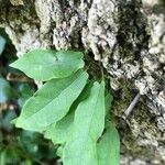 Bignonia capreolata List