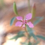 Clarkia rhomboidea Blüte