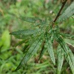 Artemisia verlotiorum Leaf