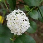 Carissa bispinosa Flor