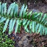 Acrostichum aureum Leaf