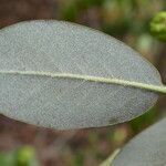 Rhododendron triflorum Leaf