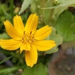 Guizotia abyssinica Květ