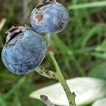 Vaccinium corymbosum Gyümölcs