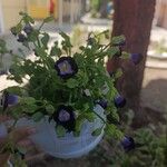 Torenia fournieri Кветка