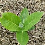 Calotropis procera Feuille