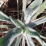 Plantago monosperma Blad