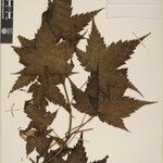 Acer caudatum Ostatní