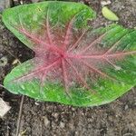 Caladium bicolorЛисток