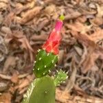 Opuntia cochenillifera Cvet