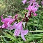 Crinum × powellii Flower