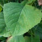 Lactuca macrophylla Feuille