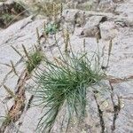 Plantago maritima Habit