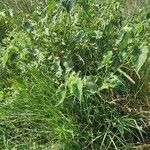 Abutilon grandiflorum Habit