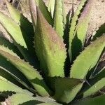 Agave oroensis Hábito