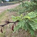 Vachellia caven Φύλλο