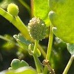 Halerpestes cymbalaria Fruit