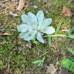 Pseudognaphalium sandwicensium Leaf