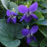 Viola suavis Flower