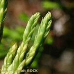 Lycopodium × zeilleri ᱡᱚ