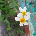 Bidens pilosa Fleur