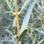 Phillyrea angustifolia Leaf