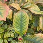 Photinia serratifolia Blad