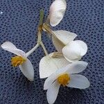 Begonia dregei Flower