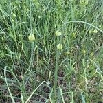 Allium oleraceum Fruit