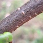 Chaenomeles speciosa Magamba