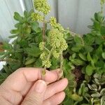 Crassula cotyledonis Flower