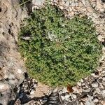 Euphorbia sulcata Habit