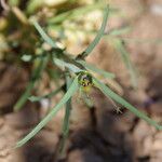 Euphorbia calyptrata Blomst