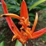 Heliconia psittacorum Flor