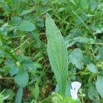 Leucas aspera Leaf